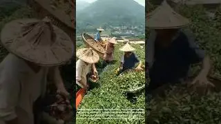 This Tiny Tea-Picking Machine Works Like a Barber&rsquo;s Razor&mdash;But for Leaves! 🍃⚙️