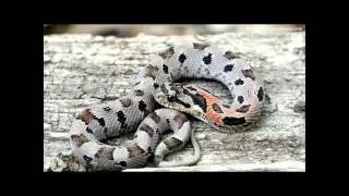 Spreading Adders? Ecology and Natural History of the Eastern Hog-nosed Snake