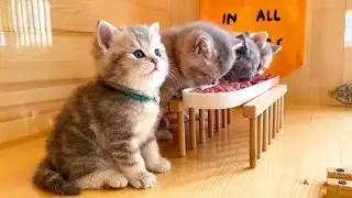 Cute Cats Eating & Meowing Compilation  | Cute Cats and Kittens Meowing 🐈