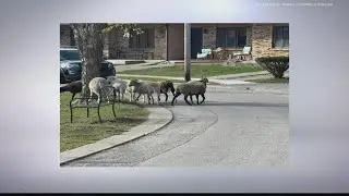 Animal control deals with unusual missing case in Indiana
