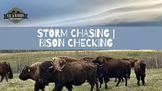 Storm Chasing | Bison Checking