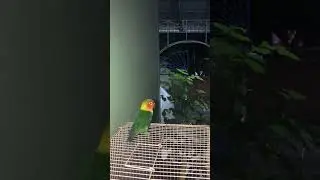 Lovebirds #parrot #bird #parrots #parrotsofinstagram  #life #lovebird #instabird #birdphotography