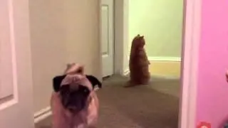 Кот, считающий себя человеком / george2legs