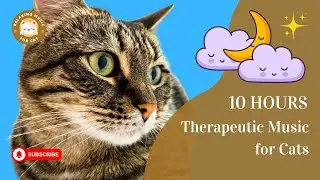 Therapeutic Music for Cats 10 Hours 🐱 Relaxing Music for Cat