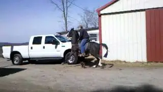Hard cash 3yo lite shod
