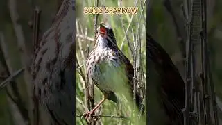 3 Nostalgic Backyard Bird Songs