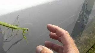 Funny Video Praying Mantis Bug High Five Make you laugh