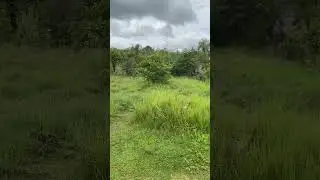 The Elephant Path | Rescued Elephants Walking Free in the Forest Sanctuary