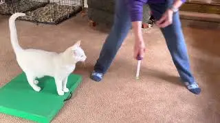 Fading Target Stick - &ldquo;Table&rdquo; Cue - Cat Training