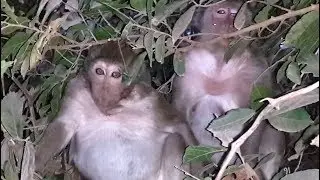 Poor monkey Sweet pea & Mom Popeye Scare at night, Coz Group Amber chase to bite every time.