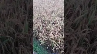 Paddy Crop Damage Due To Heavy rain #heavyrain  #paddy  #teluguinstantnews  #rain