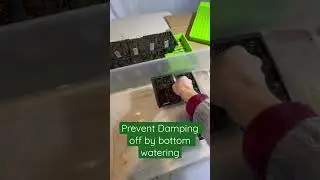 Prevent Damping off by bottom watering.
