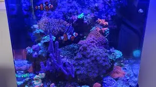 32 Gallon Biocube 06/2023