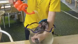 【ゆりあ】メッチャ可愛い３匹の赤ちゃん猿たち！初めての お風呂は金魚鉢Very cute baby monkey The first bath is a fish bowl【４K配信】