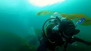Catalina Diving Uncut