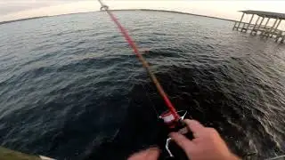 Fishing for Red Drum with Live Worms 20