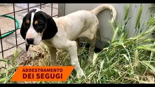 Segugi e cinghiali: addestramento dei cuccioli, le prime uscite nel bosco