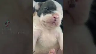 Not Fat Puppy. #notfat #easytosee #puppylife #bulldogge