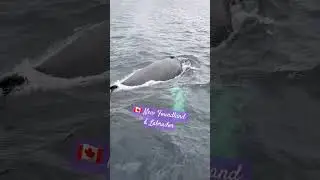 New Foundland & Labrador #whalewatching #explorepage #traveladventure #exploreNL