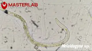 Masterlab 100824