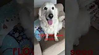 You love me? I Love You the most.. #love #share #shorts #dusky #dogs  #pets #petlover #viral #puppy