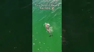 This Dolphin Made a Rainbow 🌈