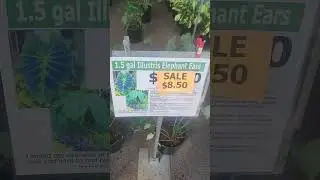 #PlantShopping #PlantTherapy #PlantHaul #HouseplantAddict #PlantShoppingTherapy #GreenTherapy