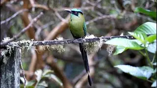 Andean Motmot in Colombia
