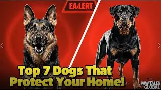 The Best Dog Breeds for Home Protection | Paw Tales Global