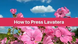 Pressing Lavatera