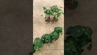 Coreograf&iacute;a plantas de interior: Calathea, Alocasia y Peperomia - VIVERCID -Vivero planta ornamental