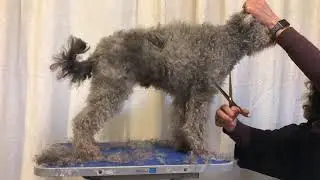 Grooming the Pumi Body