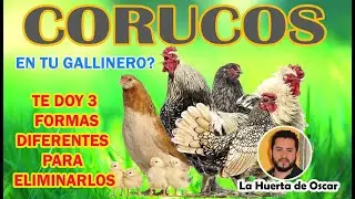 CORUCOS EN TU GALLINERO?  (COMO ELIMINARLOS)