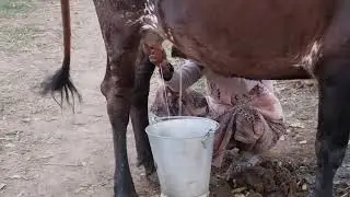 Cow milking live video 😜😂#cow 