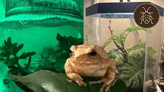Upgrading the Spring Peeper Terrarium