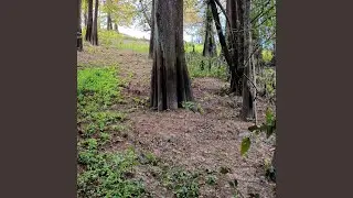 The Quiet Woods
