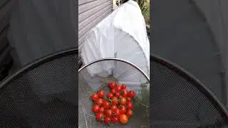 Последний сбор томатов 🍅 Подготовка к зимнему саду 🌱RoostandGrow.com