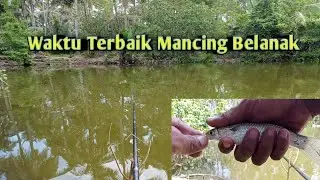 Waktu Terbaik Untuk Mancing Belanak