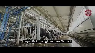 Productivity at cattle farms