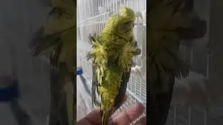 Baby Black wing Hagoromo Still in the Nest #breeding #budgies #hagoromo #blackwing