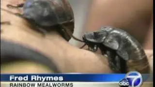 Rainbow Mealworms Featured on Los Angeles News ABC Channel 7