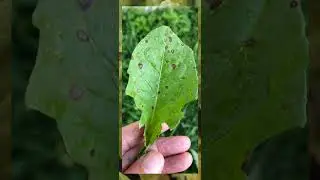 Alternaria alternata