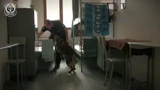 Mezinárodní výcvik psovodů