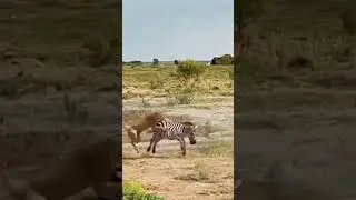 La velocidad y la fuerza de la cebra superan a las del le&oacute;n.
