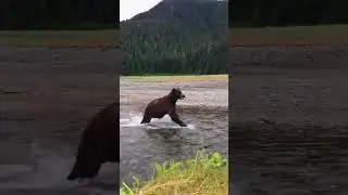What makes Alaska unique is that all three species of North American bears flourish here