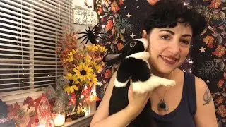 Spirit Animal Sunday 🐰🐍🦋🦉🐲 Tarot Messages For All 12 Zodiac Signs!
