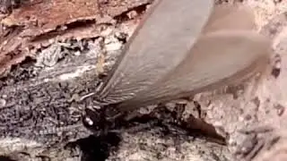 Termite swarmer identification