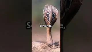 Tierwelt mit K  Koala, Kobra & Co! 🐨 🐍