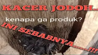 Penyebab ternak Kacer gagal produk, the breeding of  Kacer