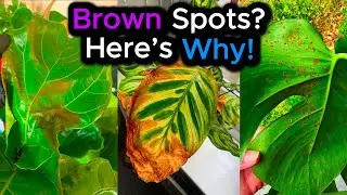 🌿 Brown Spots on Houseplants? Here's Why! &ndash; 3 Step Diagnosis Guide